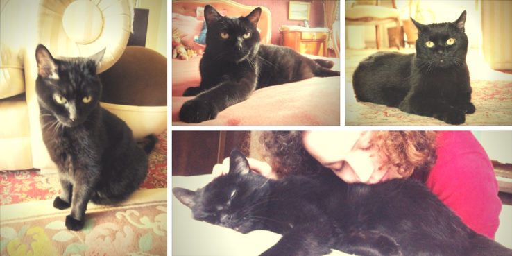 Frankie - Les Mondes de Carole-Anne